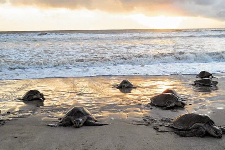 3-Day Tortuguero Expedition: Canoes, Canals & Turtle Tours