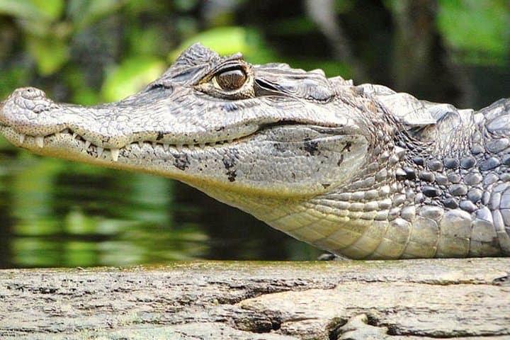 3-Day Tortuguero Expedition: Canoes, Canals & Turtle Tours photo 4