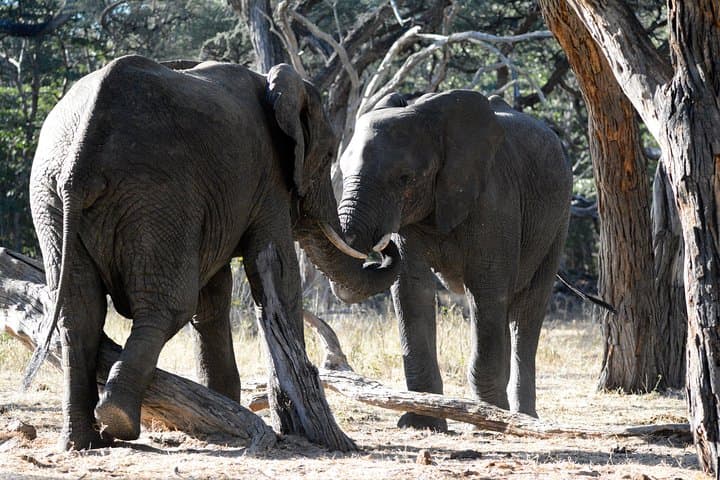 4-Day Hwange Safari: Game Drives & Iganyana Tented Camp photo 5