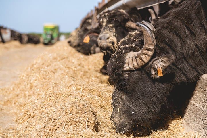 Buffalo Dairy Tour in the Tuscan Maremma: Farm Visit & Cheese Tasting photo 3