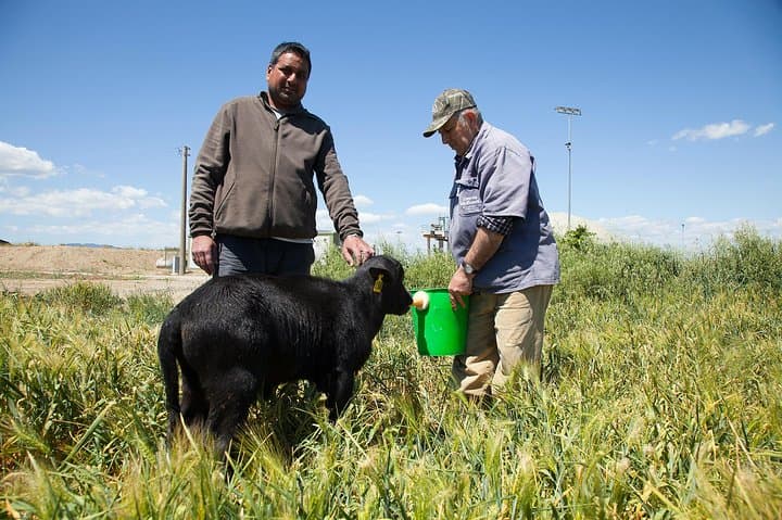 Buffalo Dairy Tour in the Tuscan Maremma: Farm Visit & Cheese Tasting photo 5