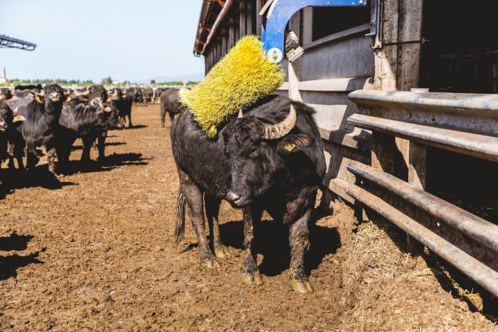 Buffalo Dairy Tour in the Tuscan Maremma: Farm Visit & Cheese Tasting photo 4