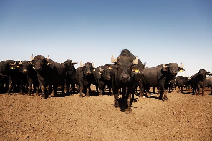 Buffalo Dairy Tour in the Tuscan Maremma: Farm Visit & Cheese Tasting photo 2