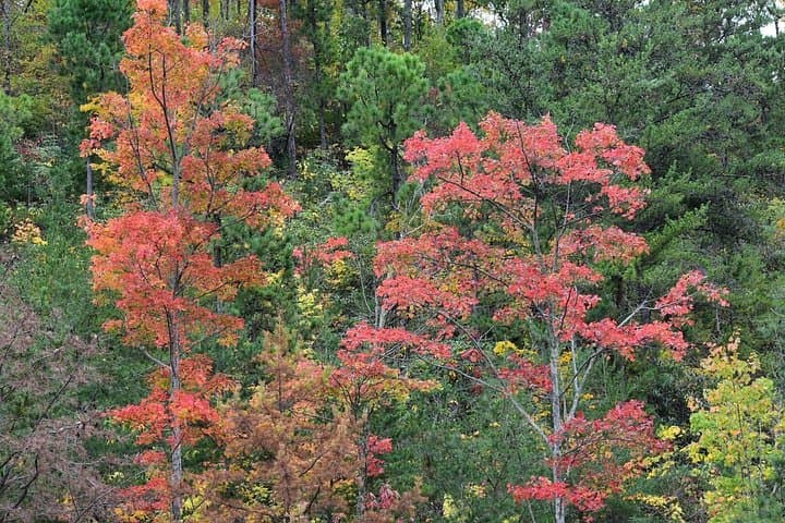 Smoky Mountains Fall Foliage Tour: Trees of Many Colors from Pigeon Forge photo 3