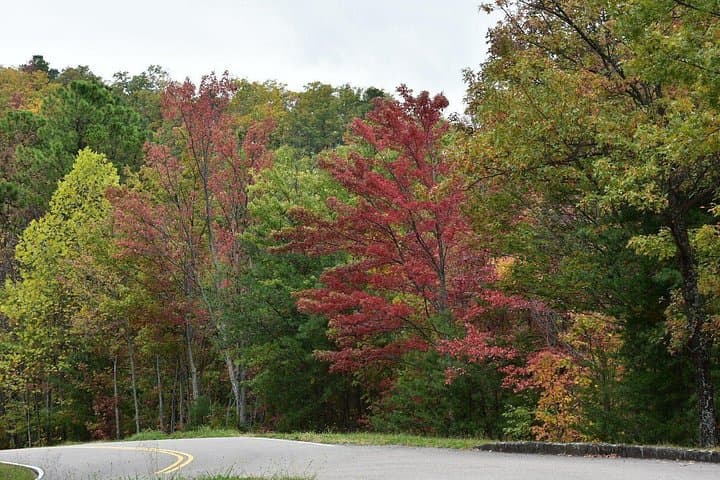Smoky Mountains Fall Foliage Tour: Trees of Many Colors from Pigeon Forge photo 4