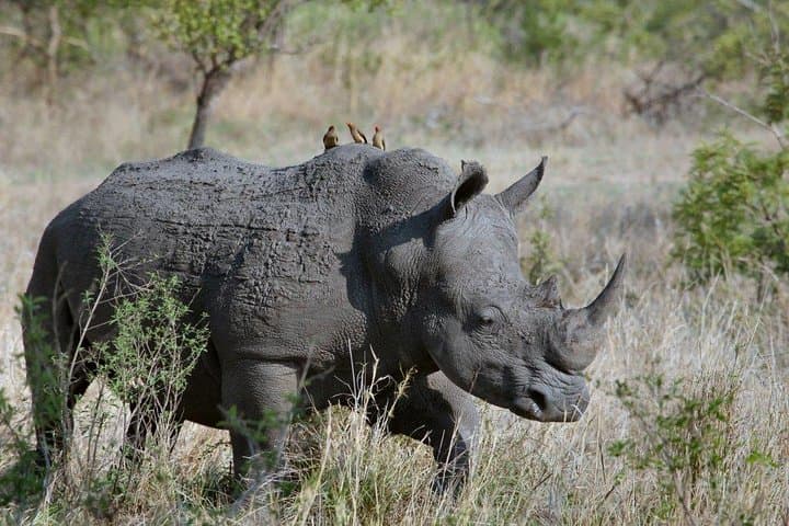 3-Day Masai Mara Joining Safari — Affordable Group Game Drives & Maasai Village Visit