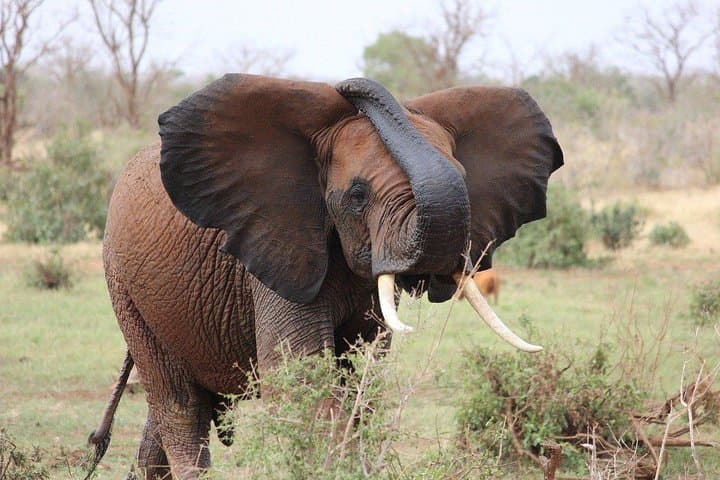 9-Day Kenya and Tanzania Safari: Masai Mara, Serengeti & Ngorongoro photo 4
