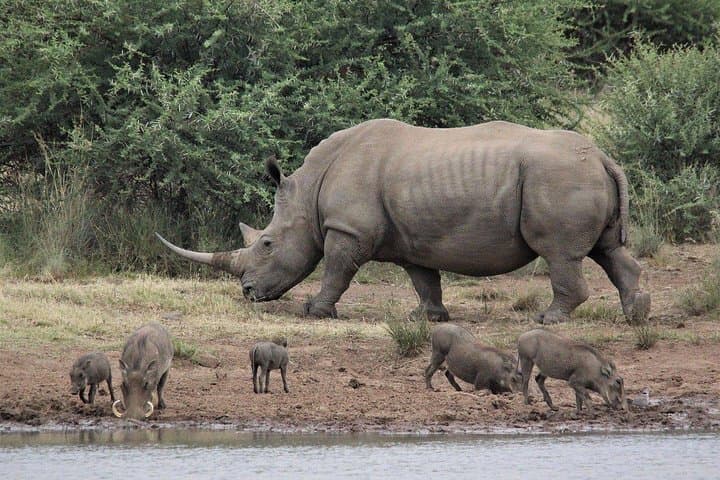 3-Day Masai Mara Joining Safari — Affordable Group Game Drives & Maasai Village Visit photo 3