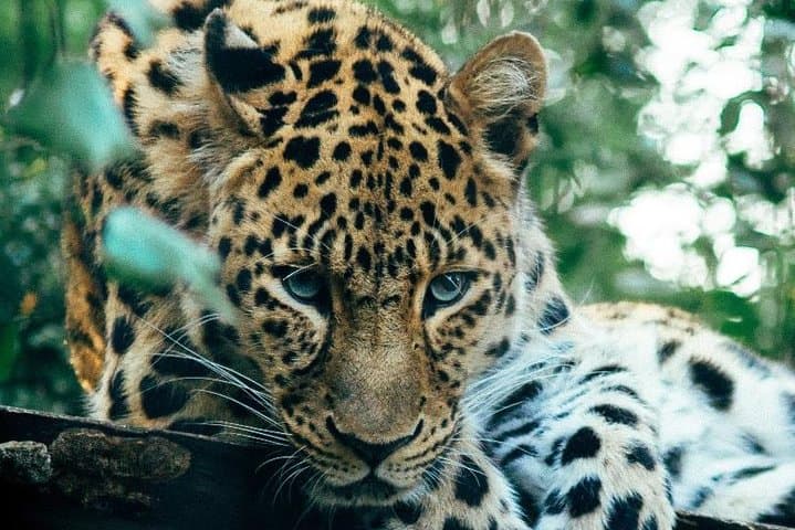 3-Day Masai Mara Joining Safari — Affordable Group Game Drives & Maasai Village Visit photo 5