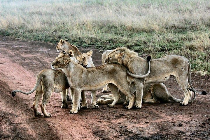 9-Day Kenya and Tanzania Safari: Masai Mara, Serengeti & Ngorongoro photo 2