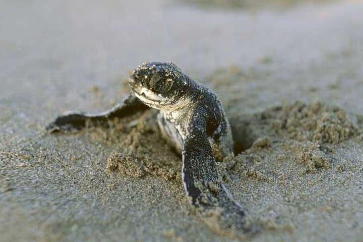 3-Day Tortuguero Expedition: Canoes, Canals & Turtle Tours photo 2