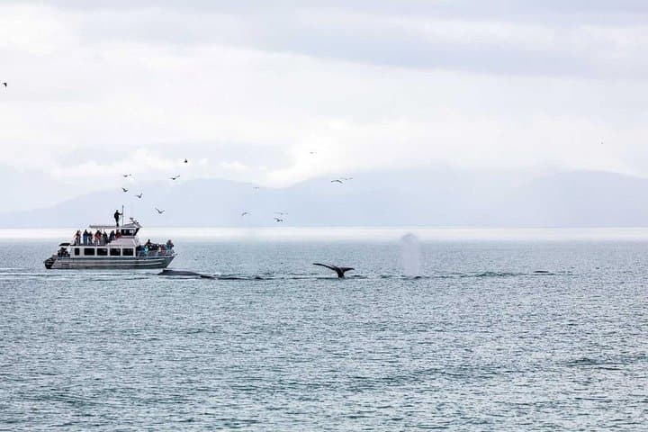 Explore Juneau: Mendenhall Glacier and Ultimate Whale Watching Adventure photo 3