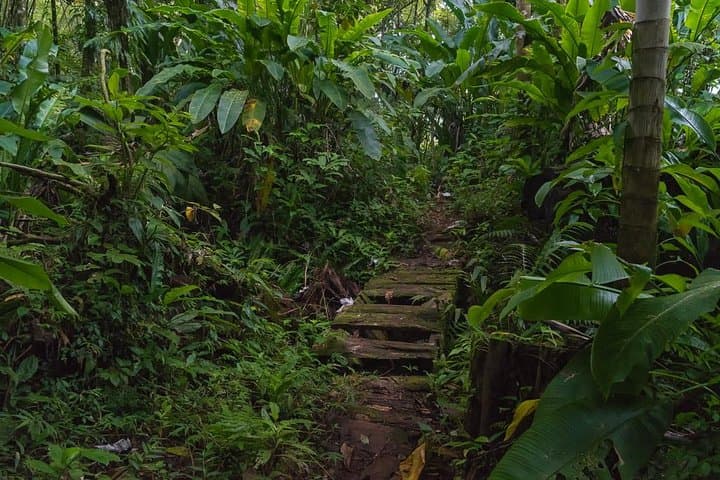 Half-Day Grenada Sunshine Highlights Tour: Concord Falls, Nutmeg & Chocolate photo 5