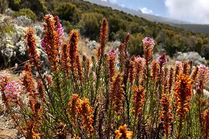 Kilimanjaro Lemosho Route — An 8‑Day Guide to Summit Uhuru Peak photo 2