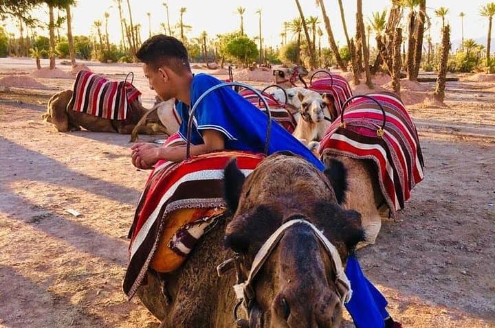 Sunset Camel Ride in Marrakech Palmeraie — Camel Tour, Berber House & Mint Tea photo 2