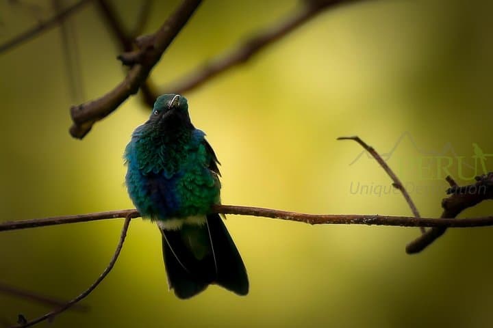 Cusco Birdwatching at Balcón del Diablo: Half‑Day Birding Near Sacsayhuamán