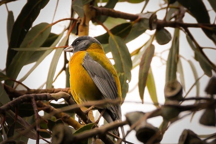 Cusco Birdwatching at Balcón del Diablo: Half‑Day Birding Near Sacsayhuamán photo 2