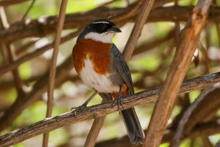 Cusco Birdwatching at Balcón del Diablo: Half‑Day Birding Near Sacsayhuamán photo 3