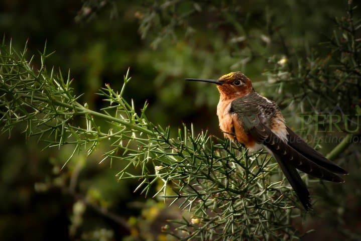 Cusco Birdwatching at Balcón del Diablo: Half‑Day Birding Near Sacsayhuamán photo 4