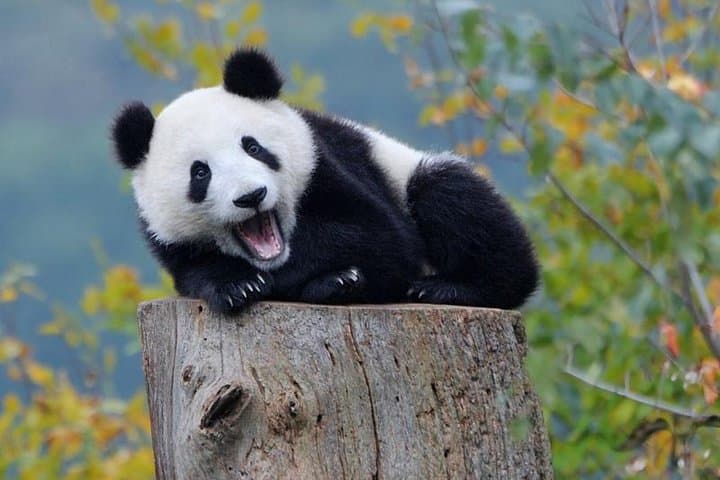 2-Day Chengdu Panda Base, Leshan Giant Buddha & Mt. Emei Small-Group Tour photo 2