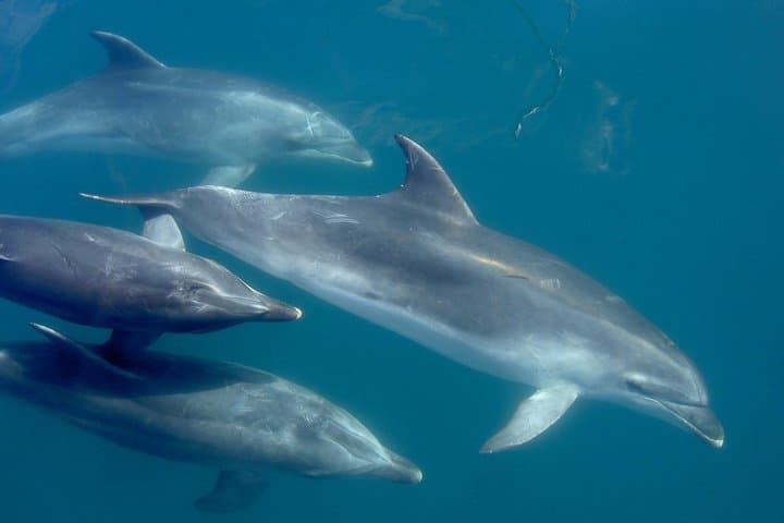 Phantom Sailing Bay of Islands: Small‑Group Day Cruise From Russell photo 4