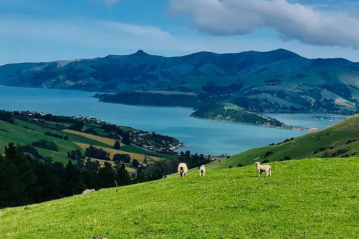 Lava Loop Electric Mountain Bike Tour in Akaroa — Crater-Rim Coastal Ride photo 3