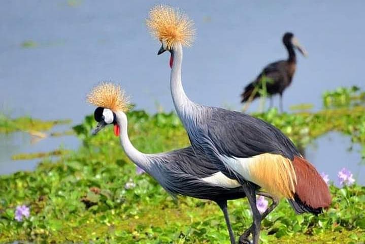 Lake Naivasha & Crescent Island Day Trip — Hippos, Birds and Hell’s Gate Adventures