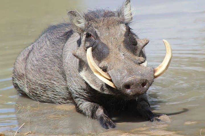 Lake Naivasha & Crescent Island Day Trip — Hippos, Birds and Hell’s Gate Adventures photo 3