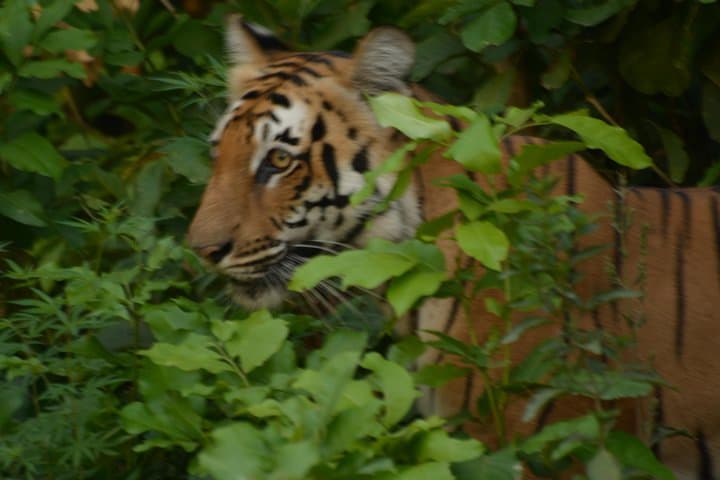 Two Nights in Dhikala: Tiger Safaris & Forest Rest House Stay in Jim Corbett