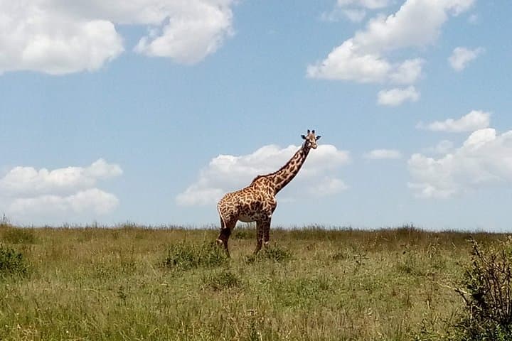 Lake Naivasha & Crescent Island Day Trip — Hippos, Birds and Hell’s Gate Adventures photo 4