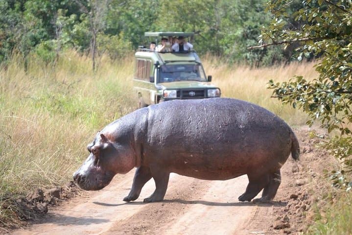 Two-Day Safari: Akagera National Park Game Drives & Lake Ihema Boat Trip photo 3