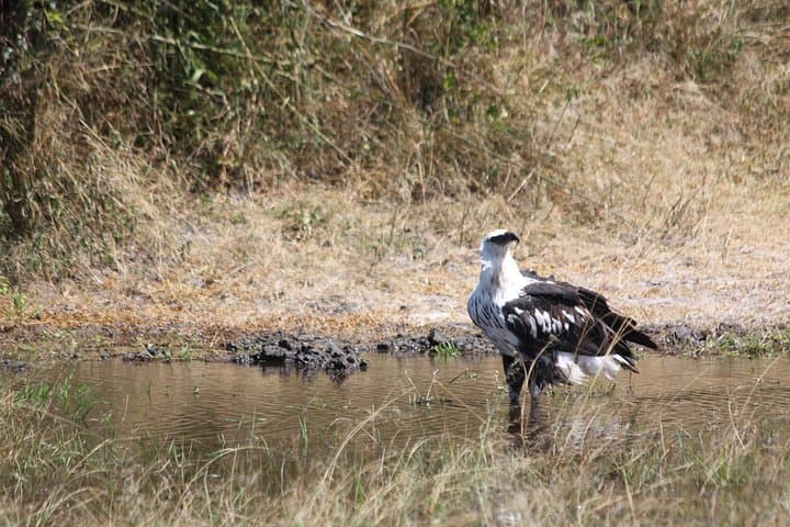 Akagera Big Five Day Safari: Game Drive and Lake Ihema Boat Cruise photo 2