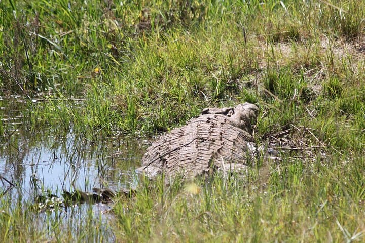 Akagera Big Five Day Safari: Game Drive and Lake Ihema Boat Cruise photo 4