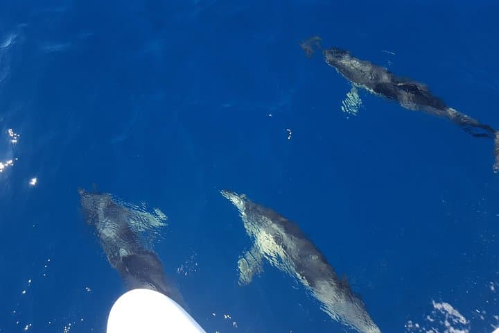 Dolphin-Watching Catamaran from Estepona — 1-Hour Coastal Cruise photo 2