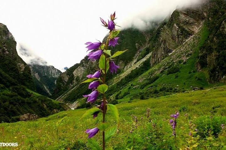 Valley of Flowers & Hemkund Trek: 6-Day Himalayan Camping Guide photo 2