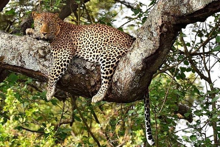 Exploring Nairobi: Wildlife, Culture, and Conservation in One Day