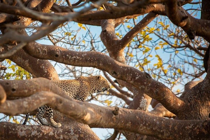 Exploring Nairobi: Wildlife, Culture, and Conservation in One Day photo 2