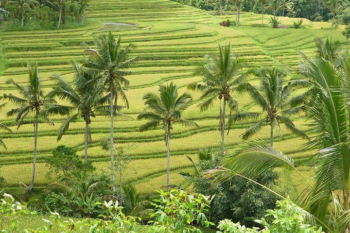 Bali Iconic Tour: Beratan Temple, Jatiluwih Rice Terraces & Leke-Leke Waterfall photo 4