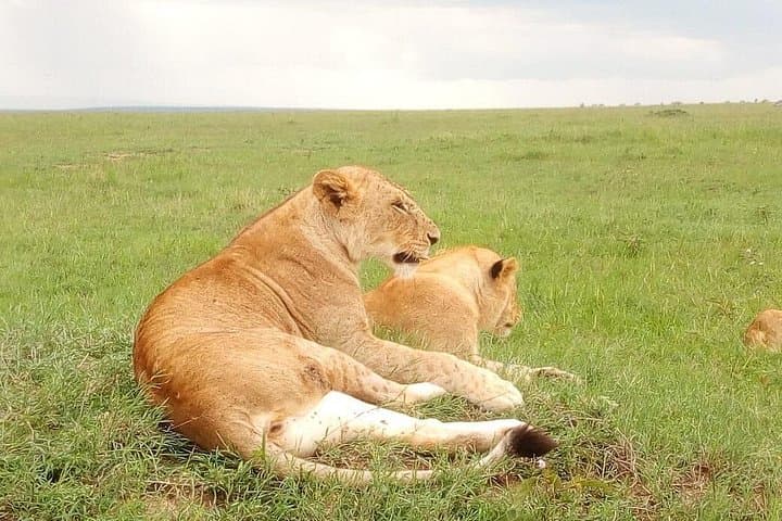 Nairobi Day Tour: Giraffe Centre, Stedmark Gardens & Nairobi National Park photo 1