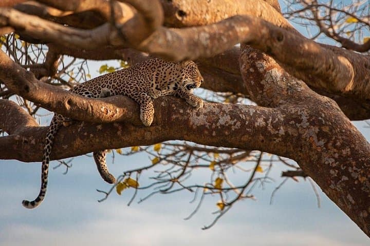 Nairobi Day Tour: Giraffe Centre, Stedmark Gardens & Nairobi National Park photo 2