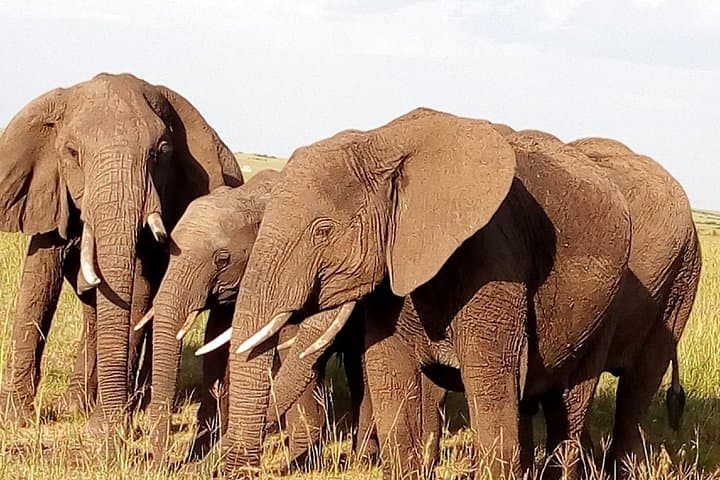Nairobi Day Tour: Giraffe Centre, Stedmark Gardens & Nairobi National Park photo 4