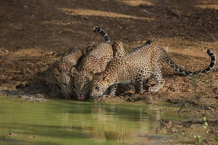 Yala National Park Full-Day Safari from Hambantota — Leopard-Focused Wildlife Tour photo 1