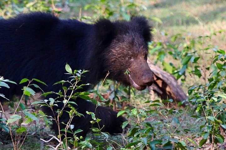Yala National Park Full-Day Safari from Hambantota — Leopard-Focused Wildlife Tour photo 2