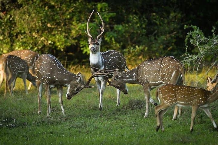 Yala National Park Full-Day Safari from Hambantota — Leopard-Focused Wildlife Tour photo 3