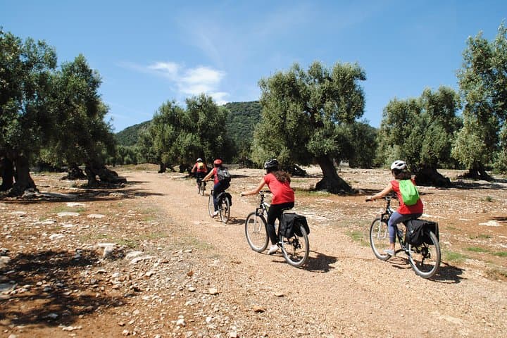 Cycling Through Monopoli’s Millenary Olive Groves: A 4–5 Hour Bike & Oil Tasting Tour photo 1