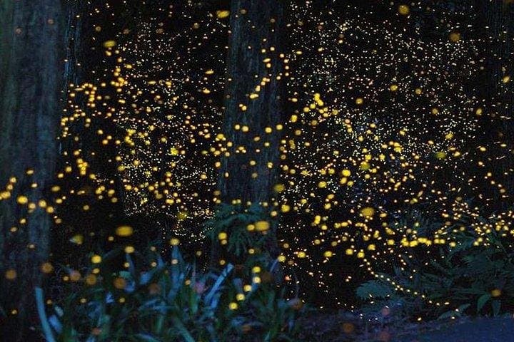 Kuala Selangor Fireflies River Ride & Seafood Dinner from Kuala Lumpur photo 4