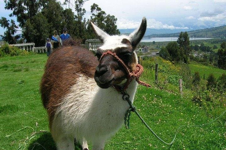 El Ángel & Cuicocha: 2-Day Private Highlands Tour from Quito or Otavalo photo 3