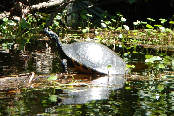 Lofton Creek Kayaking: Guided Paddle Through Northeast Florida's Tidal Creeks photo 3