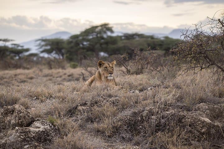 Tarangire National Park Day Safari: Elephants, Baobabs & River Game Drives