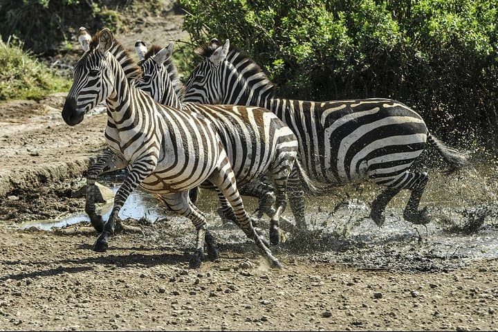 Tarangire National Park Day Safari: Elephants, Baobabs & River Game Drives photo 2